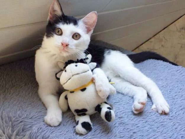 Kater Strolch / © 2014 Arche KaNaum (CK)