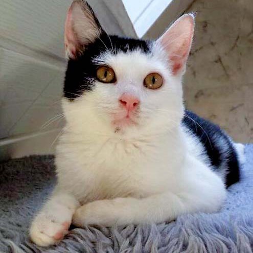 Kater Strolch / © 2014 Arche KaNaum (CK)