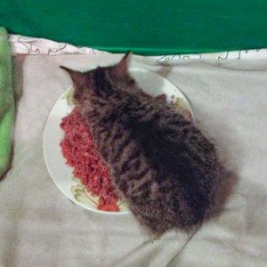 Hilfsaktion für 4 Notfellchen Hilfsaktion für 4 Notfellchen / © 2014 Arche KaNaum (DN)