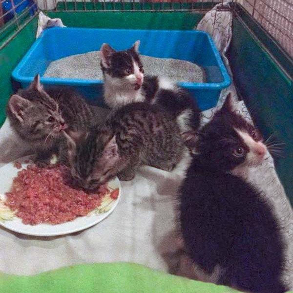 Hilfsaktion für 4 Notfellchen Hilfsaktion für 4 Notfellchen / © 2014 Arche KaNaum (DN)