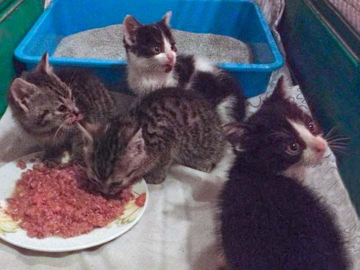 Hilfsaktion für 4 Notfellchen / © 2014 Arche KaNaum (DN)