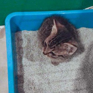 Hilfsaktion für 4 Notfellchen Hilfsaktion für 4 Notfellchen / © 2014 Arche KaNaum (DN)