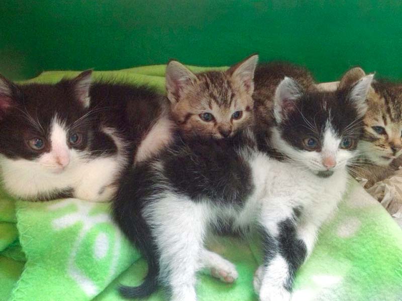 Hilfsaktion für 4 Notfellchen / © 2014 Arche KaNaum (DN)