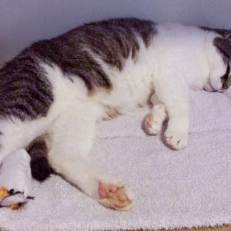 Fundkätzin Paula im Tiefschlaf Fundkätzin Paula im Tiefschlaf / © 2014 Arche KaNaum (DN)