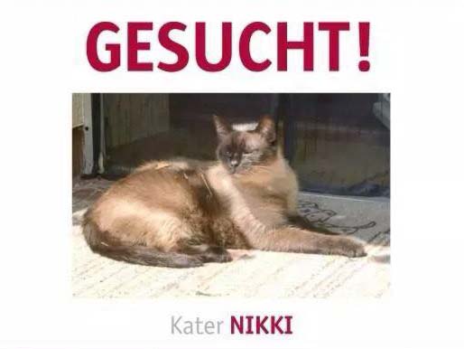 Vermisst: Kater Nikki (127980) / © 2014 TASSO e.V.