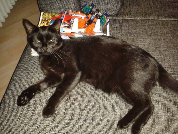 Vermisst: Kätzin Molly / © 2014 Privat
