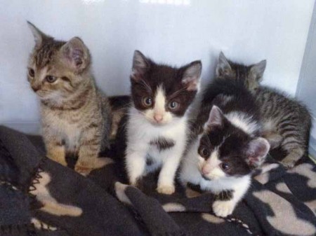 4 Notfellchen: Mario, Peach, Daisy und Luigi (v.l.) / © 2014 Arche KaNaum (DN)