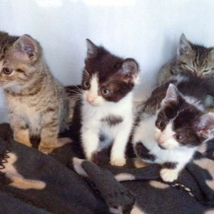 4 Notfellchen: Mario, Peach, Daisy und Luigi (v.l.) / © 2014 Arche KaNaum (DN) 4 Notfellchen: Mario, Peach, Daisy und Luigi (v.l.) / © 2014 Arche KaNaum (DN)