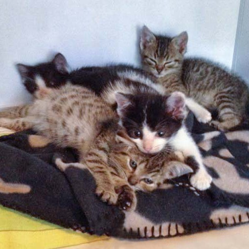 4 Notfellchen: Mario, Peach, Daisy und Luigi (v.l.) / © 2014 Arche KaNaum (DN)