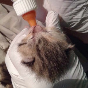 Kätzin Pünktchen / © 2014 Arche KaNaum (DN)