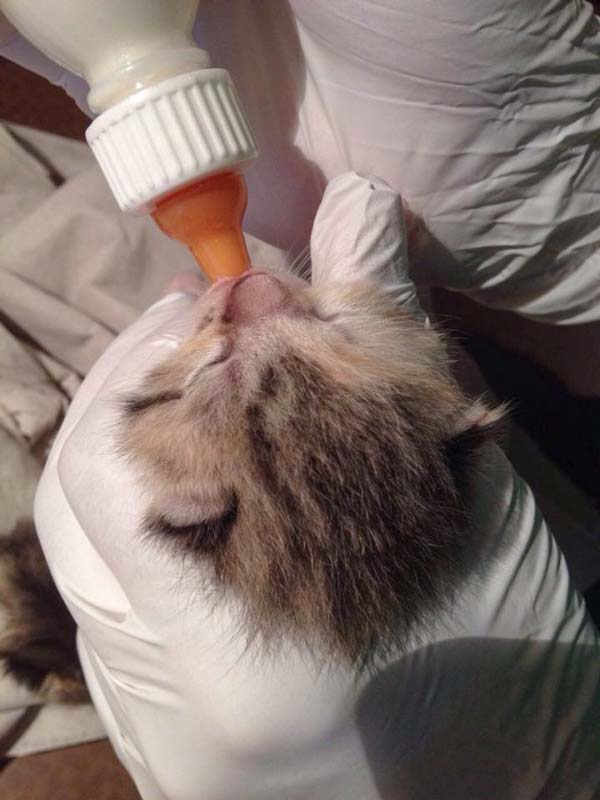 Kätzin Pünktchen / © 2014 Arche KaNaum (DN)