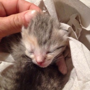 Kätzin Pünktchen / © 2014 Arche KaNaum (DN)