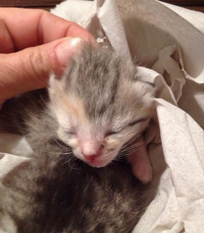 Kätzin Pünktchen / © 2014 Arche KaNaum (DN)