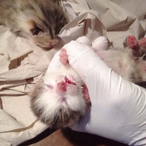 Katerchen Tigger / © 2014 Arche KaNaum (DN)