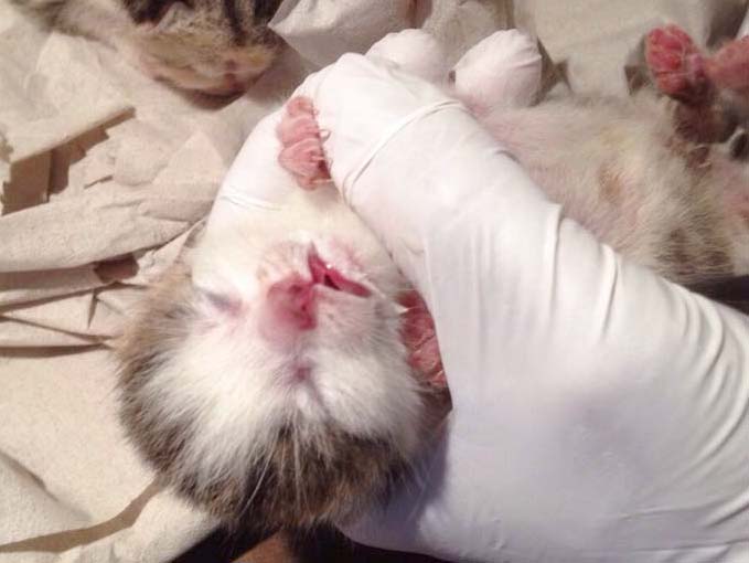 Katerchen Tigger / © 2014 Arche KaNaum (DN)