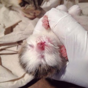 Katerchen Tigger / © 2014 Arche KaNaum (DN)