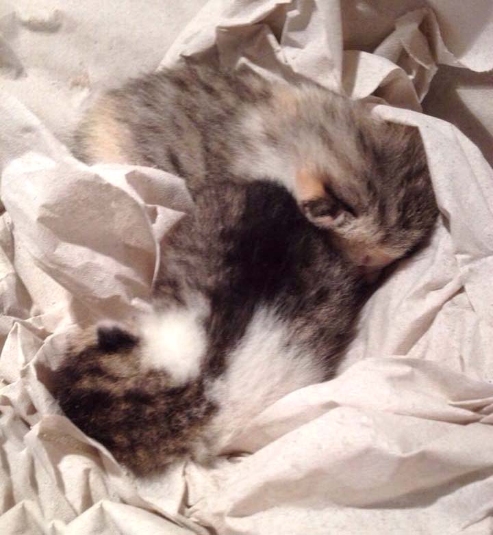 Katerchen Tigger (v.) und Schwester Pünktchen / © 2014 Arche KaNaum (DN)