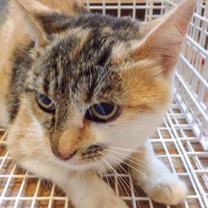 Die Mama von Tigger und Pünktchen / © 2014 Arche KaNaum (DN)