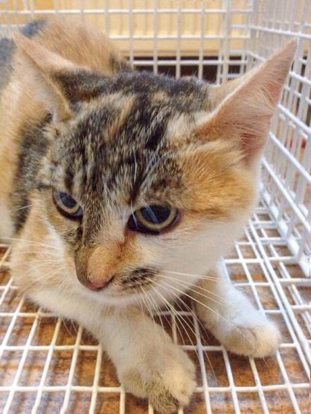 Die Mama von Tigger und Pünktchen / © 2014 Arche KaNaum (DN)