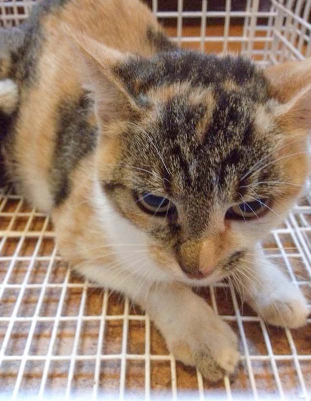 Die Mama von Tigger und Pünktchen / © 2014 Arche KaNaum (DN)