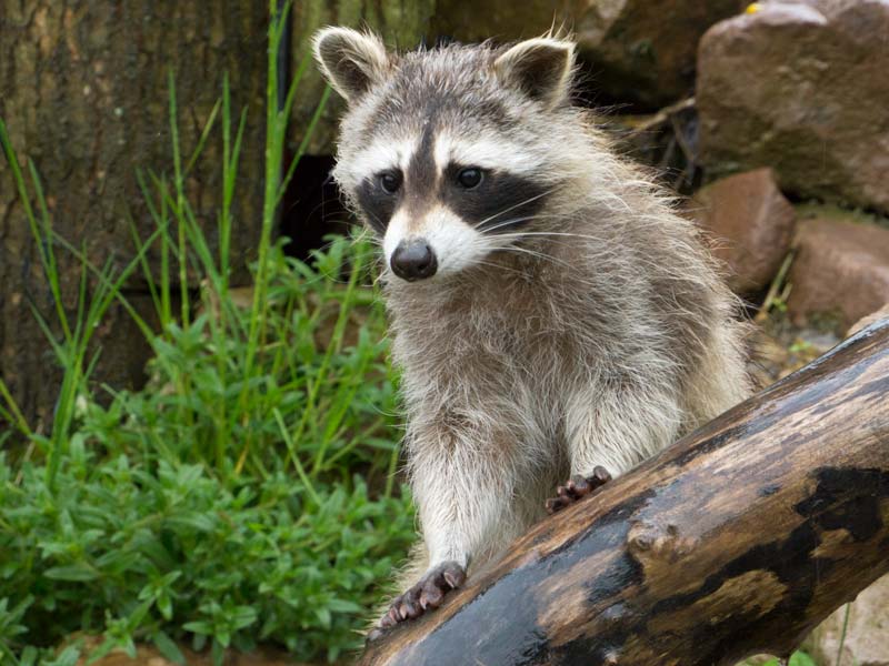 Waschbären können sich, ebenso wie Hunde, mit Staupe infizieren / © 2013 Arche KaNaum (NH)