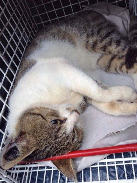 Frisch kastriert: Dermutmaßliche Papa von Tigger und Pünktchen / © 2014 Arche KaNaum (DN)