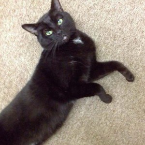 Kater Paul / © 2014 Arche KaNaum (DN)