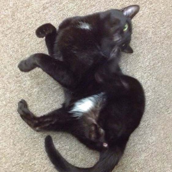 Kater Paul Kater Paul / © 2014 Arche KaNaum (DN)