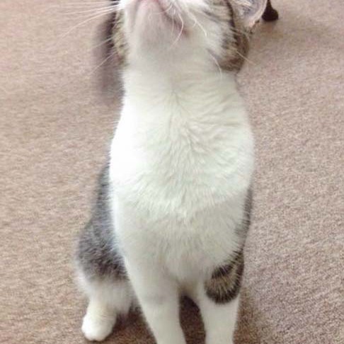 Kätzin Rosinchen Kätzin Rosinchen / © 2014 Arche KaNaum (DN)