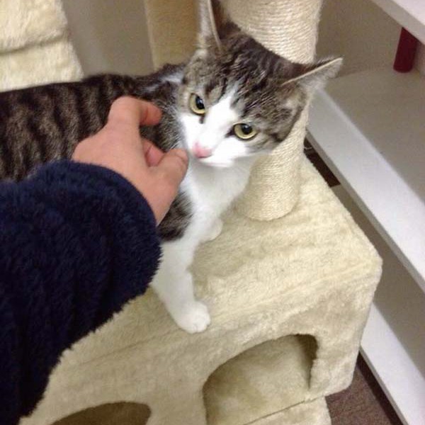 Kätzin Rosinchen Kätzin Rosinchen / © 2014 Arche KaNaum (DN)