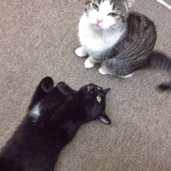 Kätzin Rosinchen (r.) mit Kumpel Paul Kätzin Rosinchen (r.) mit Kumpel Paul / © 2014 Arche KaNaum (DN)