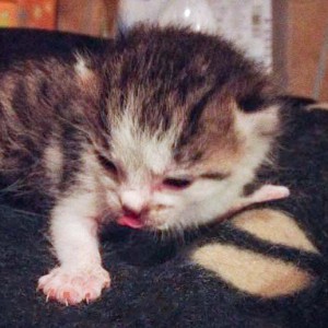 Katerchen Tigger / © 2014 Arche KaNaum (DN)