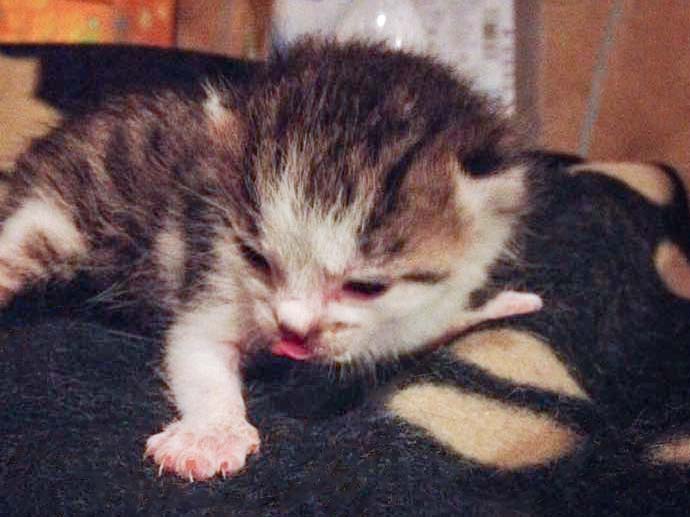 Katerchen Tigger / © 2014 Arche KaNaum (DN)