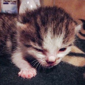 Katerchen Tigger / © 2014 Arche KaNaum (DN)