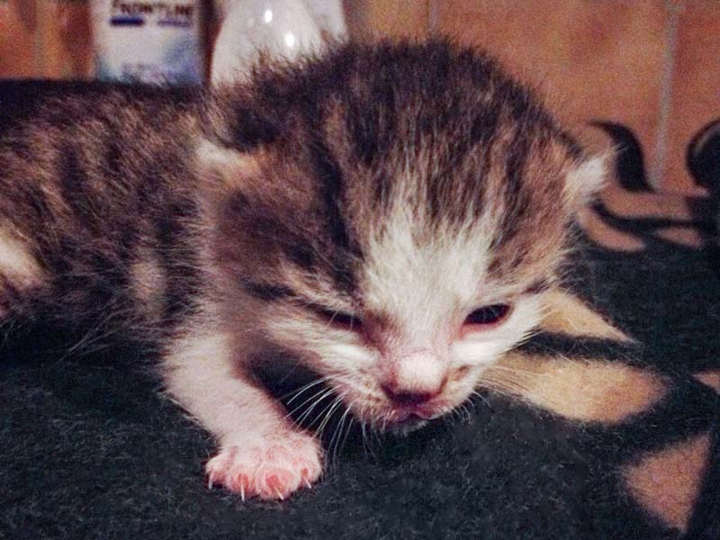 Katerchen Tigger / © 2014 Arche KaNaum (DN)