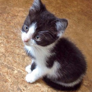 Kater Peach / © 2014 Arche KaNaum (DN) Kater Peach / © 2014 Arche KaNaum (DN)