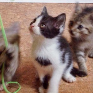 Kater Peach / © 2014 Arche KaNaum (DN) Kater Peach / © 2014 Arche KaNaum (DN)