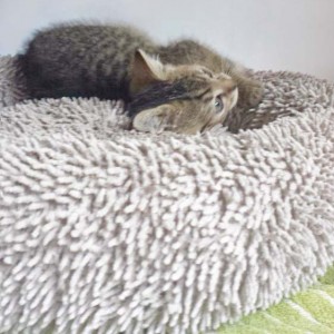 Katerchen Luigi Katerchen Luigi / © 2014 Arche KaNaum (DN)