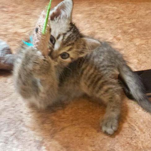 Katerchen Luigi / © 2014 Arche KaNaum (DN)