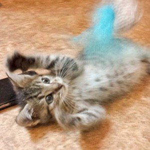 Katerchen Luigi Katerchen Luigi / © 2014 Arche KaNaum (DN)