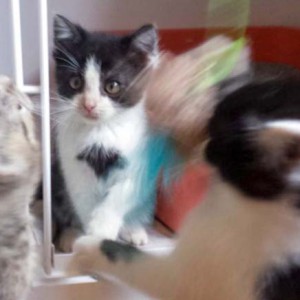 Mario, Peach und Daisy (v.l.) in Aktion Mario, Peach und Daisy (v.l.) in Aktion / © 2014 Arche KaNaum (DN)