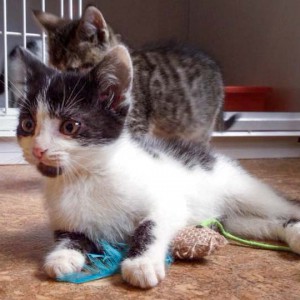 Kätzin Daisy Kätzin Daisy / © 2014 Arche KaNaum (DN)