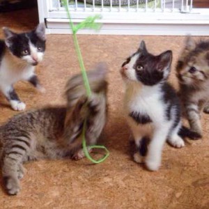 Daisy, Luigi, Peach und Mario (v.l.) in Aktion / © 2014 Arche KaNaum (DN) Daisy, Luigi, Peach und Mario (v.l.) in Aktion / © 2014 Arche KaNaum (DN)