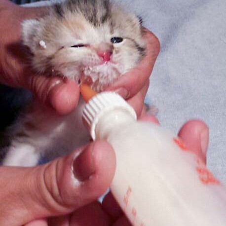 Kätzin Pünktchen / © 2014 Arche KaNaum (DN)