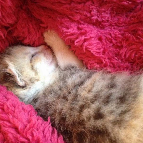 Kätzin Pünktchen / © 2014 Arche KaNaum (DN)