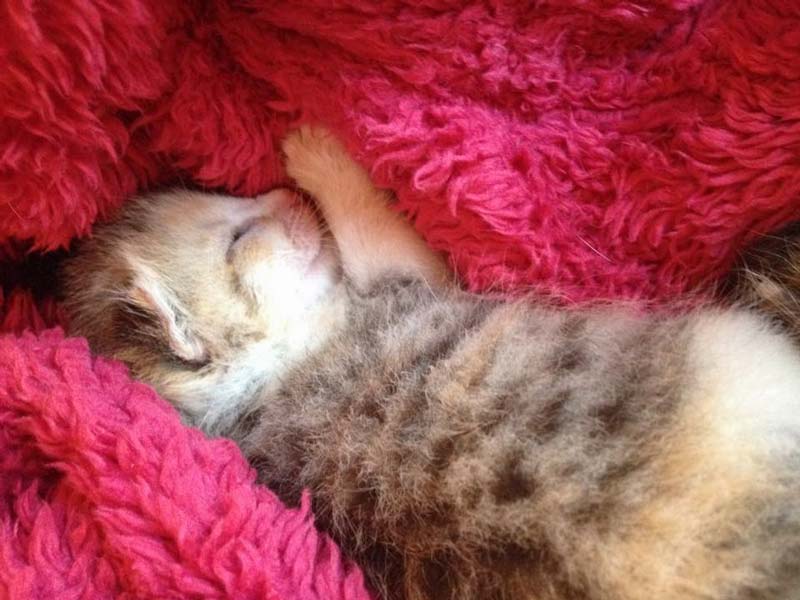 Kätzin Pünktchen / © 2014 Arche KaNaum (DN)