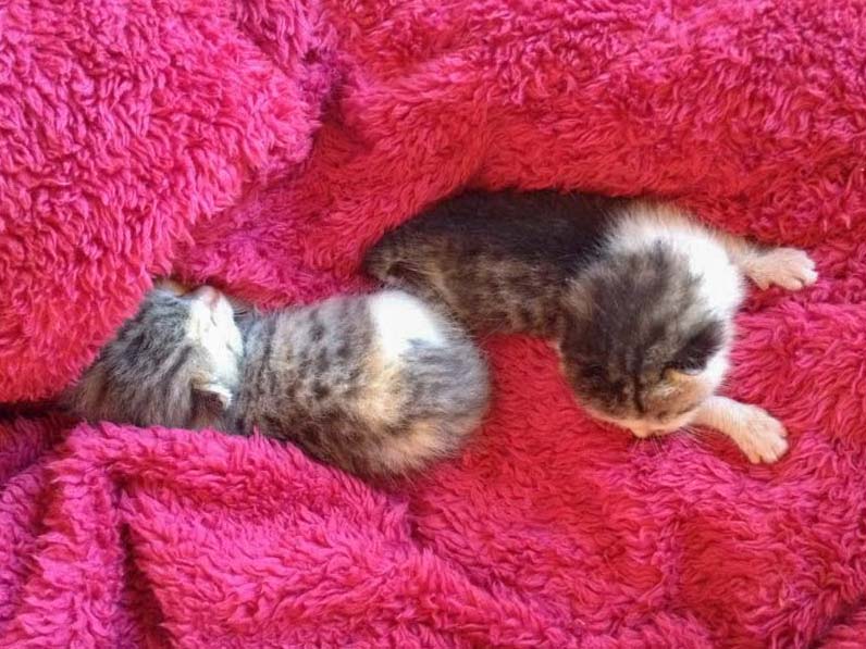 Kätzin Pünktchen (l.) mit Brüderchen Tigger / © 2014 Arche KaNaum (DN)