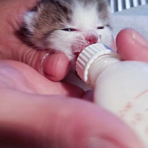 ^Katerchen Tigger / © 2014 Arche KaNaum (DN)