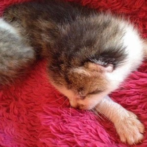 Katerchen Tigger / © 2014 Arche KaNaum (DN)