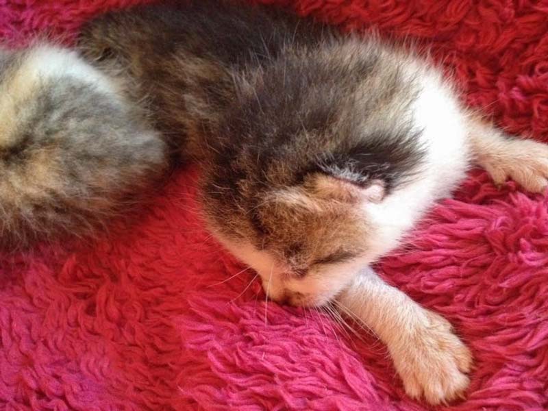 Katerchen Tigger / © 2014 Arche KaNaum (DN)